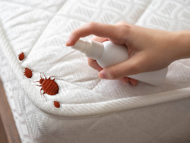 Best Flea Control Services  in Sayre, PA
