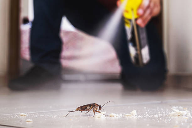 Best Insect Control  in Sayre, PA